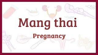 Mang thai - Sinh lý học