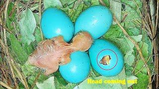 Colorful baby BIRD Egg Hatching & Dads Cool Reaction  EGG HATCHING EP 5 DAY 2