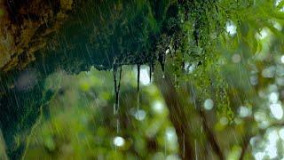 Regen in der Natur Regengeräusche zum Einschlafen 6 Stunden Naturgeräusche in 4K