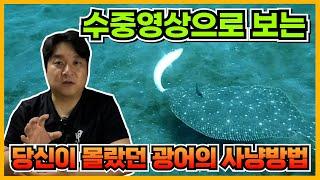 당신이 몰랐던 광어의 사냥 방법 feat. 수중영상