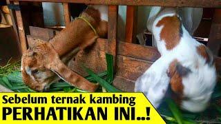 persiapan sebelum ternak kambing  breeding kambt