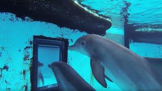 Dolphins How Smart are They Actually?   Inside the Animal Mind  BBC Earth