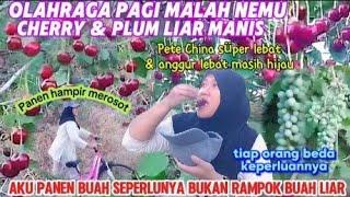 Olah raga sepeda pagi panen buah buahan liar dipinggir jalan‼️Cherry Plum manis + Anggur Pete China