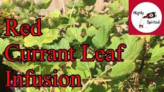 30% abv Red Currant Leaf Infusion
