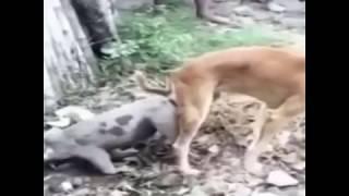 DOGS MATING WITH OTHER ANIMALS - CAT PIG DUCK MONKEY & GOAT