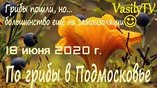 По грибы в Подмосковье 18 июня 2020 гГрибы пошли но… большинство ещё на самоизоляции