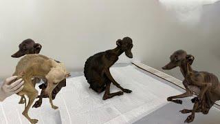 The Owner Has Left 5 Skinny Dogs Are Starving Every Day - Ive Been Crying for Hours