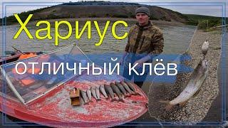 Хариус. Рыбалка. Отличный клев. Arctic Grayling. Excellent fish biting.