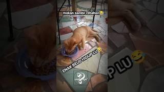 kucing langla #cat #music #funny #cats #kucinglucu #catvideos #tingkahlucukucing