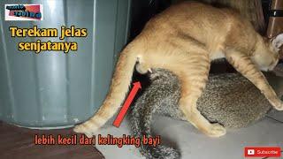 Langka... kucing oyen kawin terekam jelas... #kucingkawin