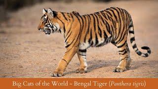 Big Cats of the World Part II - BENGAL TIGER Panthera tigris