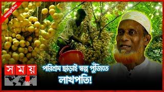 দেশে ফল চাষে নীরব বিপ্লব  কাকতাড়ুয়া  Kaktarua  Lotkon Fruit  Somoy TV