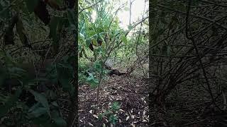 Eating In The Bush  Komodo Dragon