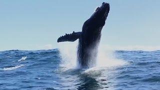 Monterey Bay Whale Watch Humpbacks and Dolphins 41417