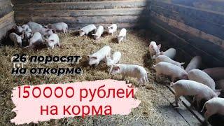 26 поросят на откорме. Содержание кормление.