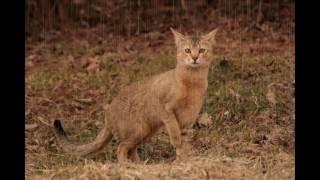 Chausie Cat and Kittens  History of This Charming Breed