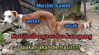 Kawin silang anjing ras dan anjing kampung