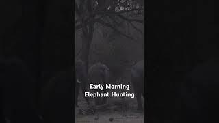 Elephant Hunting checking tracks early morning