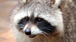 Raccoon Sounds  Raccoon Noises  Raccoon Sound Effect  Animal Sounds