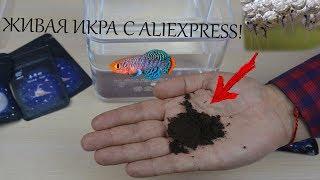 ЖИВАЯ РЫБА С Aliexpress Проверка эксперимента SlivkiShow