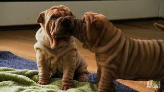 Shar-Pei Puppies  Too Cute