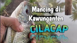 Spot Mancing Jaer Babon Di CILACAP