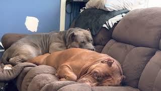 Giant pit bull HULK snores so loud 