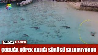 Çocuğa köpek balığı sürüsü saldırıyordu