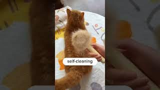 Effortless Pet Care Your Guide to a Cat Grooming Brush