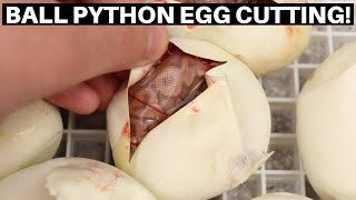 Cutting The First Ball Python Clutch Of 2022 - Benjamins Exotics