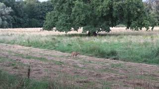 Kurzansitz im Sommer auf einer Waldwiese - Jagdkrone