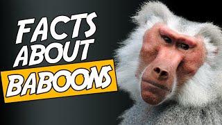 Top 10 Interesting Facts About Baboons No 4 Will Scare You