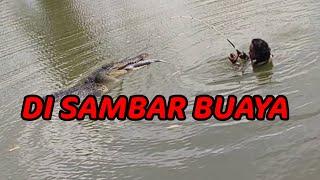 PERTARUNGAN SENGIT BUAYA DARAT VS BAWALUDIN PAMANCING DI SAMBAR BUAYA