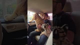 Three Bengal Tigers Travelling in the Car  Nouman Hassan 