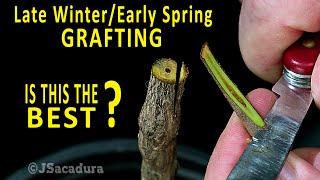 BEST GRAFTING TECHNIQUE in early SPRING?  Grafting Fruit Trees