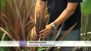 The Garden Gurus - Leeming Plant Selection