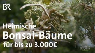 Einheimische Bäume im Miniformat Bonsai-Züchter Ralf Jauernig  Wir in Bayern  BR