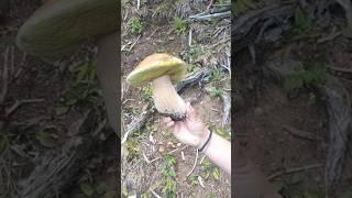 FUNGO PORCINO GIGANTE #funghiporcini #boletus #mushroom