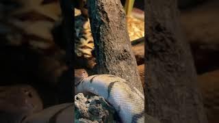 King Cobra Feeding #shorts #kingcobra #cobra #snake #reptiles