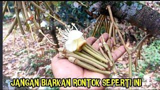 Mengatasi kerontokan bunga durian agar jadi buah berkualitas