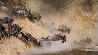 One of The great Wildebeest Migration on the earthfrom Serengeti to Maasai Mara.