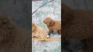 Anjing poodle 3 warna 3 turunan #poodle #anjinglucu