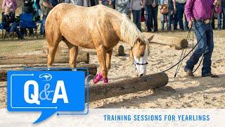 Training Sessions for Yearlings - Q&A With Clinton Anderson