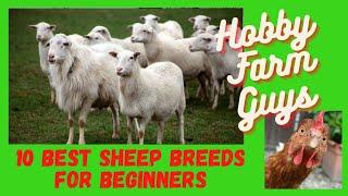 10 Best Sheep Breeds for Beginners