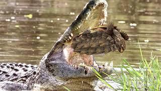 Buaya Mengunyah Cangkang Penyu Dengan Kekuatan Gigitan Yang Kuat Dan Memakannya Seperti Pencuci Mulu