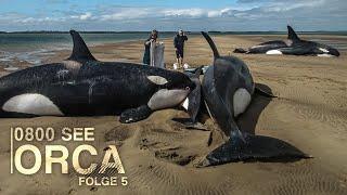 0800 SEE ORCA - Dramatic orca stranding  Episode 5