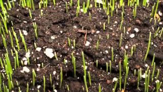 Time-lapse of Grass Growing.