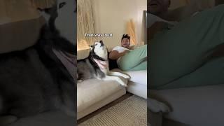 Farting Prank On My Talking Husky SHE GOT MAD          #husky #dog #shorts #funnyvideo