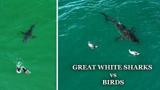 Great White Sharks Vs Birds A Collection of Incredible Encounters