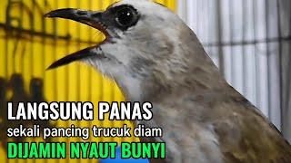 TRUCUKAN GACOR Ngalas Tarung Ropel Paling Ampuh Untuk PANCINGAN TRUCUKAN Agar Bunyi NYAUT GACOR